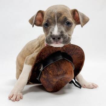 677 (2026) Robin -  Pit Bull Terrier and Mixed Breed Dog for Adoption in Parker, Colorado - 677 (2026) Robin | PetCurious