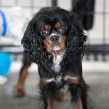 Bernard (AG26-121) -  Cavalier King Charles Spaniel Dog for Adoption in Peyton, Colorado - Bernard (AG26-121) | PetCurious