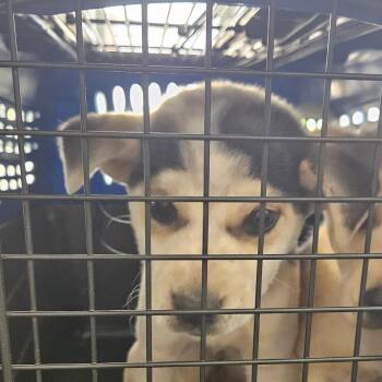 Australian Cattle Dog Blue Heeler and Terrier Dogs Available for Adoption in Montgomery, Alabama - ScoobyDoo | PetCurious