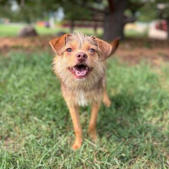 Cherub--In Foster***ADOPTION PENDING*** -  Terrier and Mixed Breed Dog for Adoption in Fargo, North Dakota - Cherub--In Foster***ADOPTION PENDING*** | PetCurious