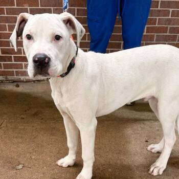 Yeti -  American Bulldog Dog for Adoption in Waterloo, Iowa - Yeti | PetCurious