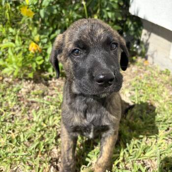 Dash -  Belgian Shepherd Malinois Dog for Adoption in Harlingen, Texas - Dash | PetCurious