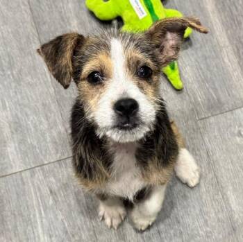 Terrier and Mixed Breed Dogs Available for Adoption in Corpus Christi, Texas - Ziggy | PetCurious