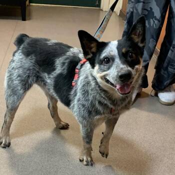 Aryah -  Australian Cattle Dog Blue Heeler Dog for Adoption in Pasadena, California - Aryah | PetCurious