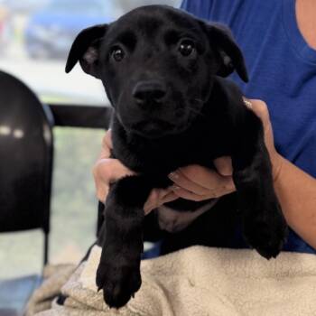Bonnie -  Mixed Breed Dog for Adoption in Medford, Oregon - Bonnie | PetCurious