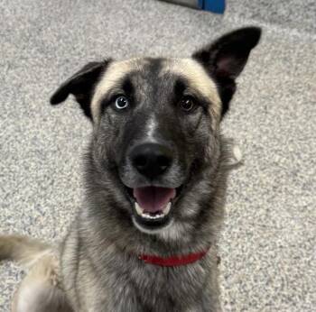 Ryker -  Siberian Husky and German Shepherd Dog Dog for Adoption in Golden, Colorado - Ryker | PetCurious