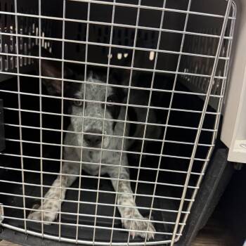 Oreo -  Australian Cattle Dog Blue Heeler and Mixed Breed Dog for Adoption in Durango, Colorado - Oreo | PetCurious