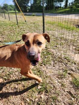 Rescue Boxer Dogs for Adoption in Troy, Alabama - Kitkat | PetCurious