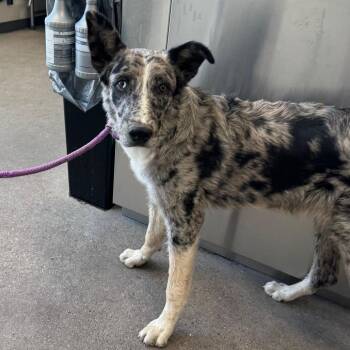 Hawthorne -  Mixed Breed Dog for Adoption in Las Cruces, New Mexico - Hawthorne | PetCurious
