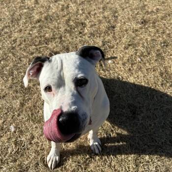 Dozer -  Boxer Dog for Adoption in Harrisonburg, Virginia - Dozer | PetCurious