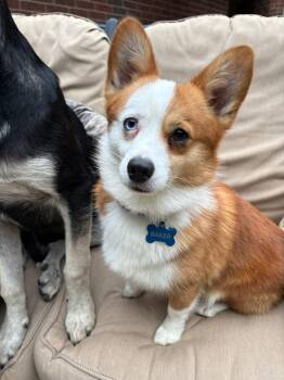 Corgi and Australian Shepherd Dogs Available for Adoption in Fort Worth, Texas - Iggy | PetCurious