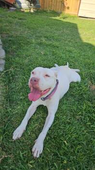 Quinn -  American Staffordshire Terrier Dog for Adoption in Mico, Texas - Quinn | PetCurious