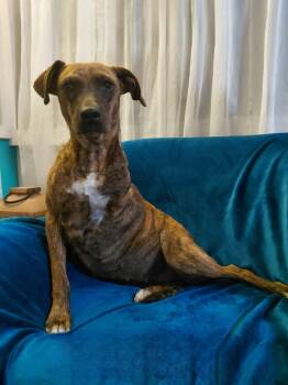 Coco available at Charlie