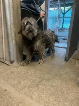 Lilly -  Labradoodle Dog for Adoption in Salmon, Idaho - Lilly | PetCurious