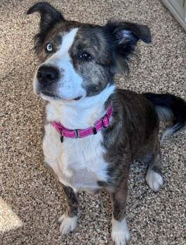 Stella -  Mixed Breed Dog for Adoption in Hackensack, Minnesota - Stella | PetCurious