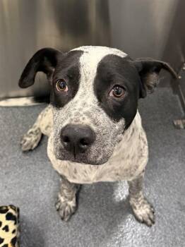 RICO -  Australian Cattle Dog Blue Heeler Dog for Adoption in Dallas, Texas - RICO | PetCurious