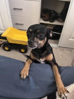 Dolly -  Chihuahua Dog for Adoption in Santa Rosa, California - Dolly | PetCurious