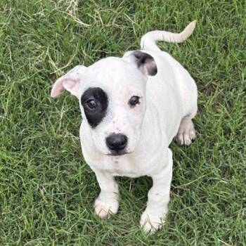 Popeye -  English Bulldog and Mixed Breed Dog for Adoption in Atlanta, Georgia - Popeye | PetCurious