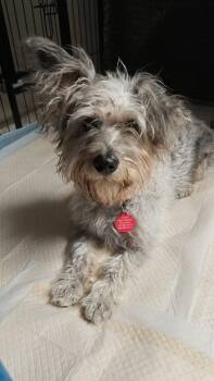 Terrier Dogs Available for Adoption in Seattle, Washington - Kiki | PetCurious