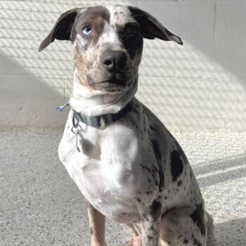 Brawler -  Catahoula Leopard Dog Dog for Adoption in Freeport, Florida - Brawler | PetCurious