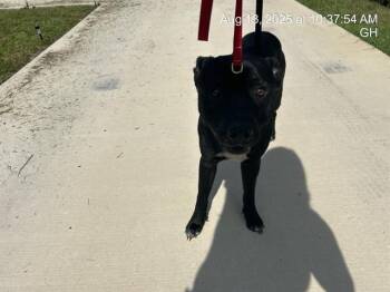 Rescue Pit Bull Terrier Dogs for Adoption in Ocala, Florida - A367465 | PetCurious