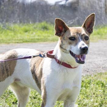 Pippa -  Jack Russell Terrier Dog for Adoption in Natchitoches, Louisiana - Pippa | PetCurious