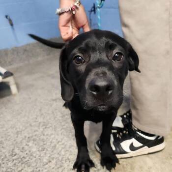 Boo Bear -  Labrador Retriever and Mixed Breed Dog for Adoption in Falls Church, Virginia - Boo Bear | PetCurious