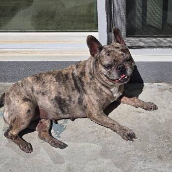 Gamora (Mo Mo) -  French Bulldog Dog for Adoption in St. Augustine, Florida - Gamora (Mo Mo) | PetCurious