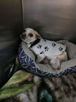 Dobby -  Chihuahua Dog Available for Adoption in Detroit Lakes, Minnesota - Dobby | PetCurious