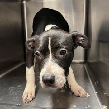 Santeria -  Mixed Breed Dog for Adoption in Chattanooga, Tennessee - Santeria | PetCurious