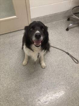 Rescue Border Collie Dogs for Adoption in Loveland, Colorado - OLLIE | PetCurious