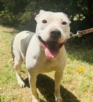 Rescue American Bulldog Dogs for Adoption in Troy, Alabama - Belle | PetCurious