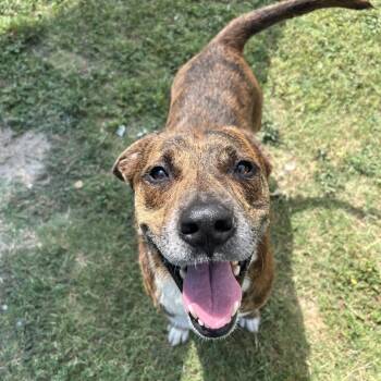 Toochee -  Retriever and Mixed Breed Dog for Adoption in Corpus Christi, Texas - Toochee | PetCurious