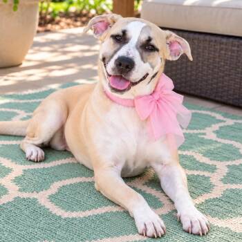 Bella -  Mixed Breed Dog for Adoption in Crosby, Texas - Bella | PetCurious