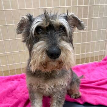 Larry -  Schnauzer Dog for Adoption in Kerrville, Texas - Larry | PetCurious