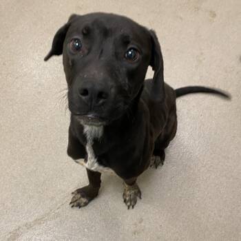 Phineas -  Black Labrador Retriever and Mixed Breed Dog for Adoption in Lynchburg, Virginia - Phineas | PetCurious