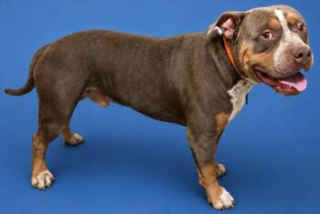 Buck -  American Staffordshire Terrier Dog for Adoption in Wauchula, Florida - Buck | PetCurious
