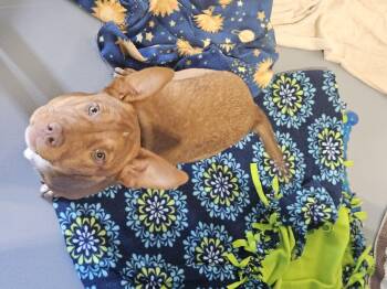 Australian Cattle Dog Blue Heeler Dogs Available for Adoption in Kalamazoo, Michigan - Emery | PetCurious