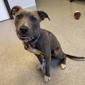 Toodle -  Mixed Breed Dog for Adoption in Lansing, Michigan - Toodle | PetCurious