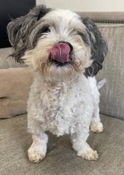 Terrier Dogs Available for Adoption - Muskateer (aka Bruno) | PetCurious