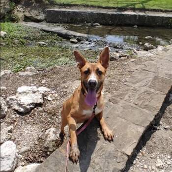 Rescue Carolina Dog Dogs for Adoption in Seguin, Texas - Tawny | PetCurious