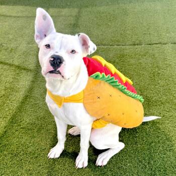 Mr. Marshmallow -  Pit Bull Terrier Dog for Adoption in Los Angeles, California - Mr. Marshmallow | PetCurious