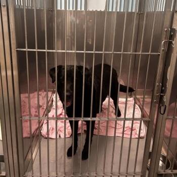 Pupular -  Mixed Breed Dog for Adoption in Davenport, Iowa - Pupular | PetCurious