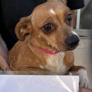 Loca -  Chihuahua Dog for Adoption in San Gabriel, California - Loca | PetCurious