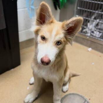 Marbles -  Husky Dog for Adoption in Corpus Christi, Texas - Marbles | PetCurious