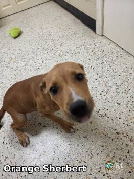 Orange Sherbert -  Pit Bull Terrier Dog for Adoption in Rocky Mount, North Carolina - Orange Sherbert | PetCurious