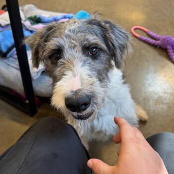 Rhyli -  Standard Poodle and Australian Shepherd Dog for Adoption in Mankato, Minnesota - Rhyli | PetCurious