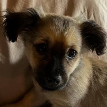 Rescue Pomeranian and Chihuahua Dogs for Adoption in Phoenix, Arizona - Hopper | PetCurious