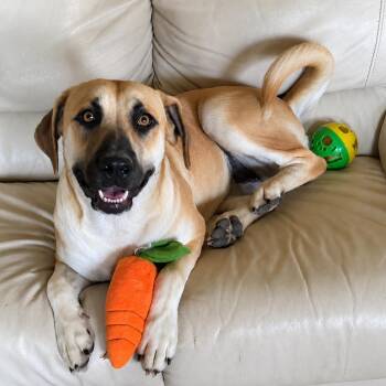 Juliet -  Labrador Retriever and Anatolian Shepherd Dog for Adoption in Chatham, New Jersey - Juliet | PetCurious