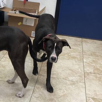Pit Bull Terrier Dogs Available for Adoption in Galveston, Texas - Tamera | PetCurious